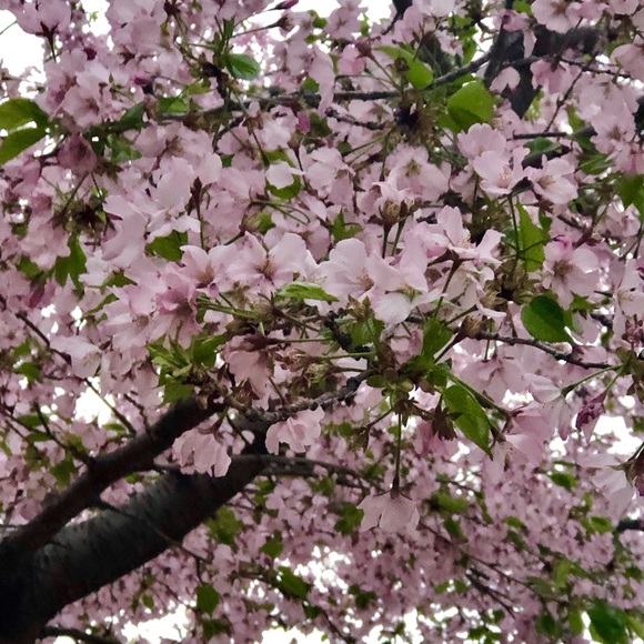 Meet your Posher, Cheryl - Picture 1 of 1